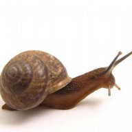 Glerk